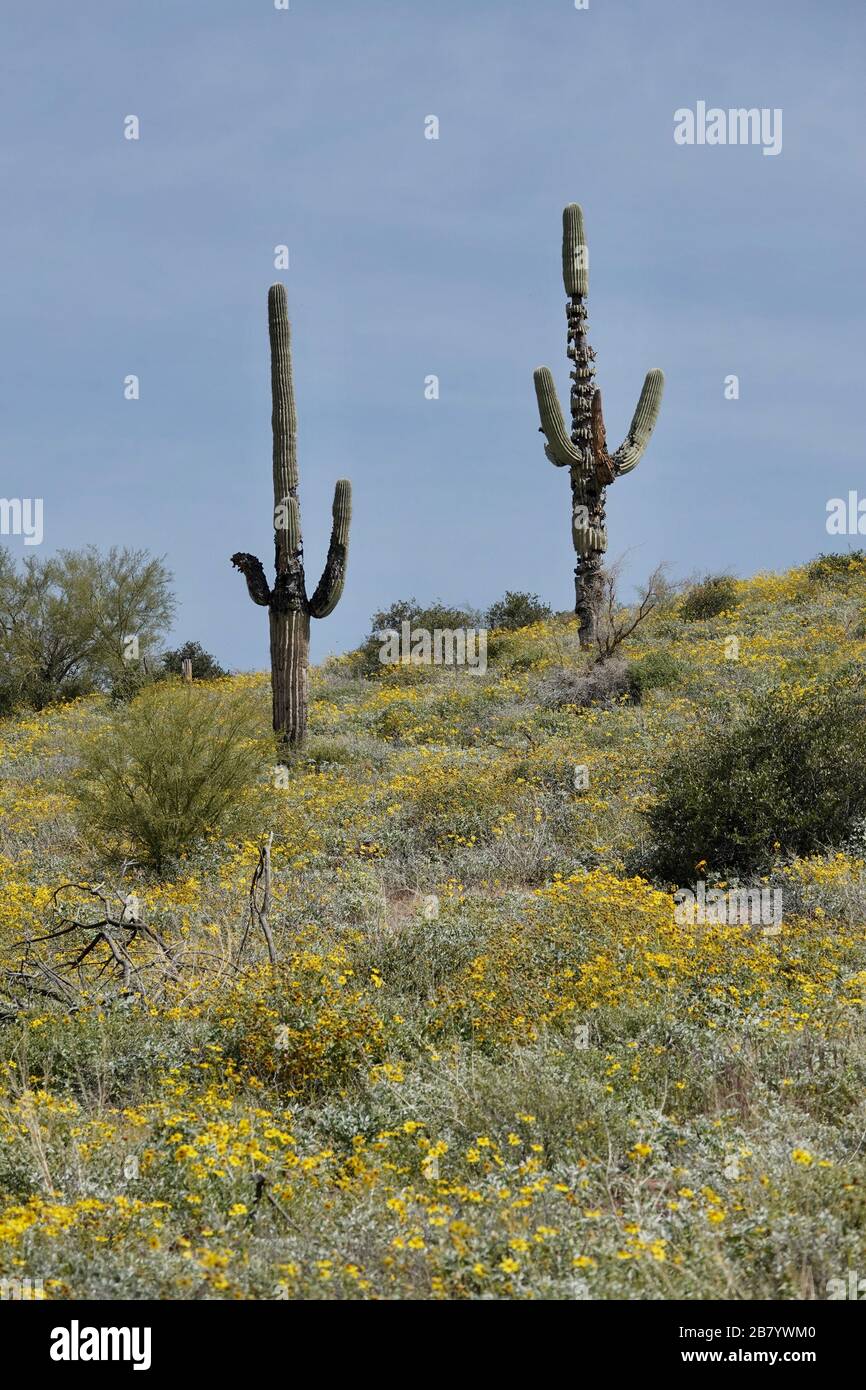 Wild yellow poppies grow in the Arizona desert during spring Stock