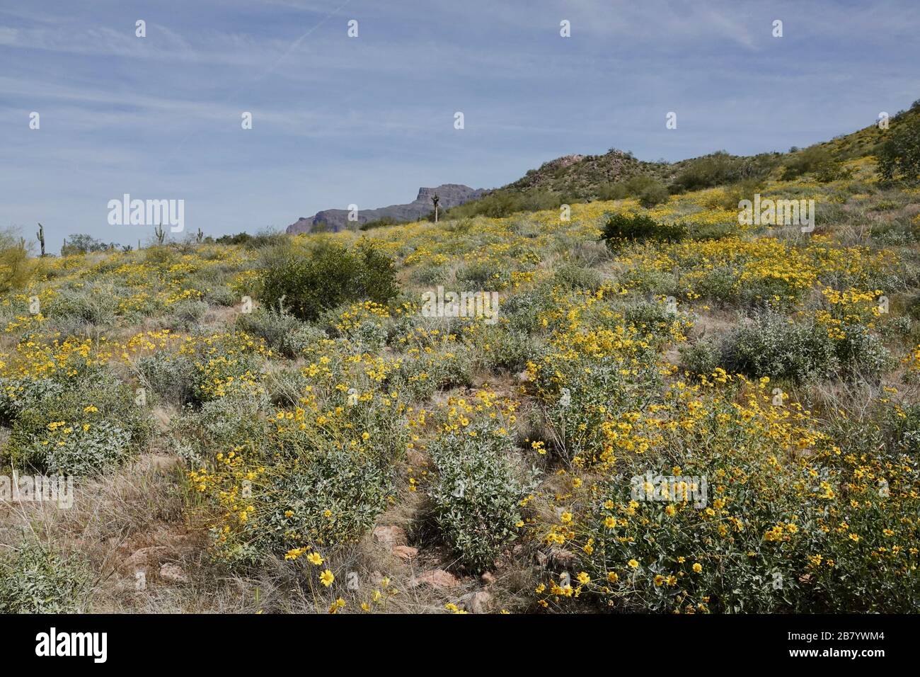 Wild yellow poppies grow in the Arizona desert during spring Stock
