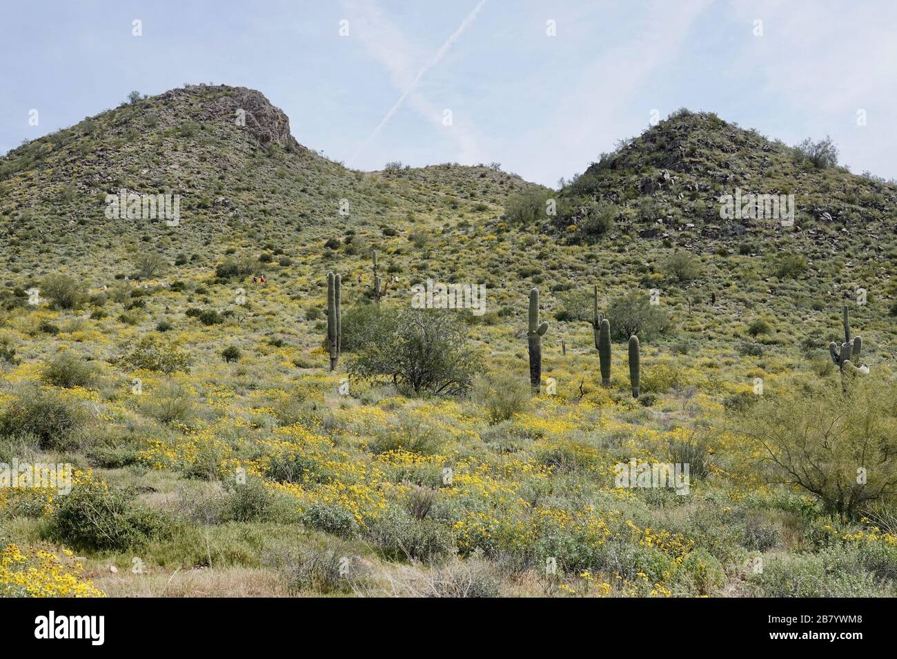 Wild yellow poppies grow in the Arizona desert during spring Stock