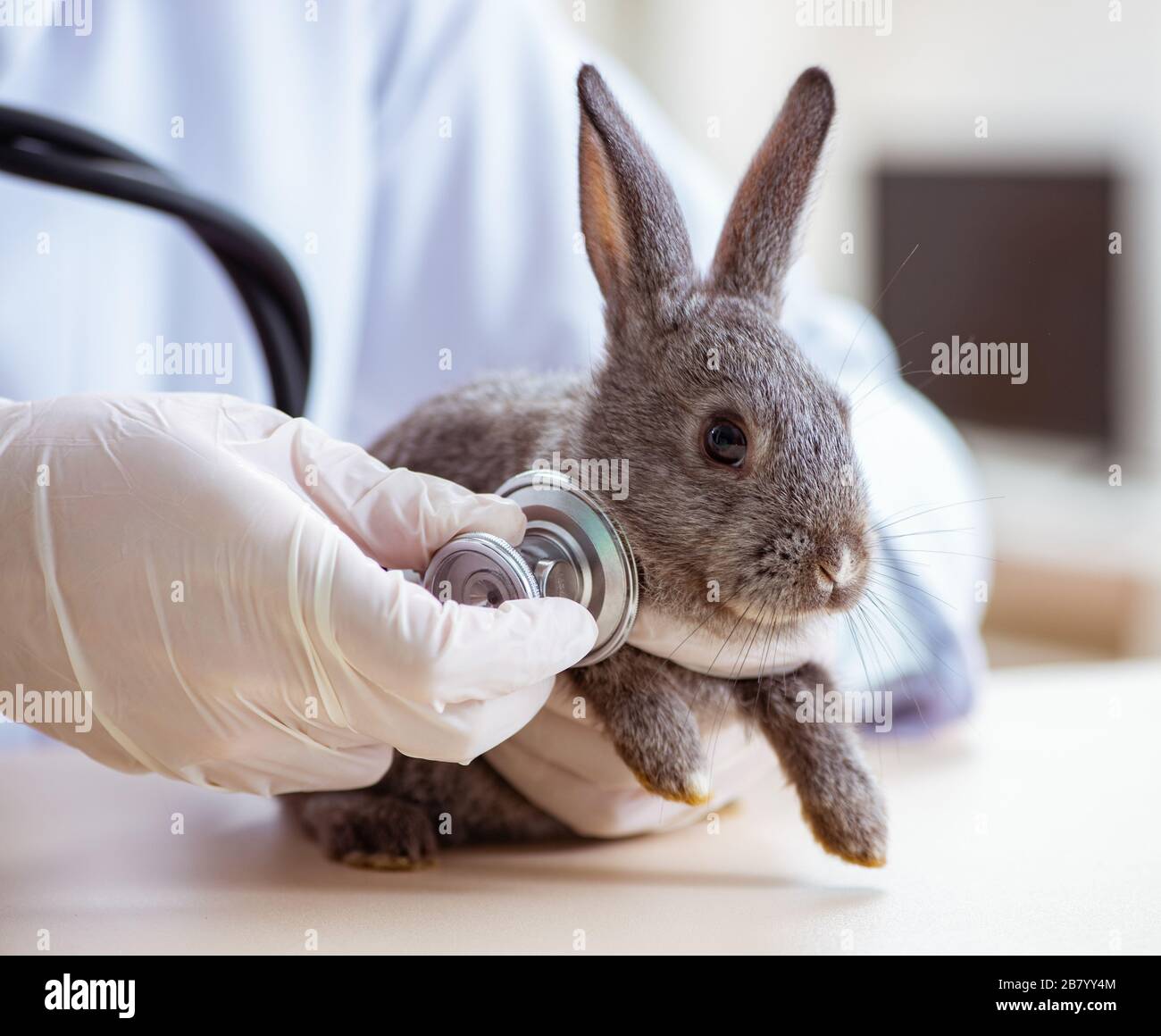 rabbit doctor