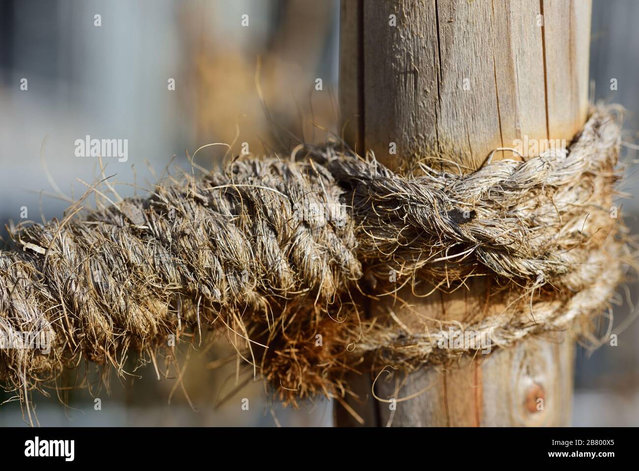 Close-up of a rustic hemp rope tied to a wooden stake to support a young tree Stock Photo