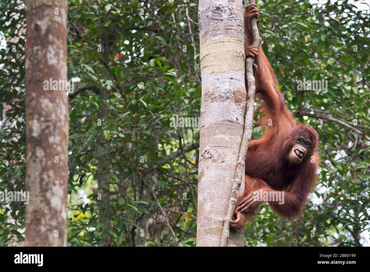 The image of  Bornean orangutan (Pongo pygmaeus) in Kalimantan, Borneo, Indonesia. Stock Photo