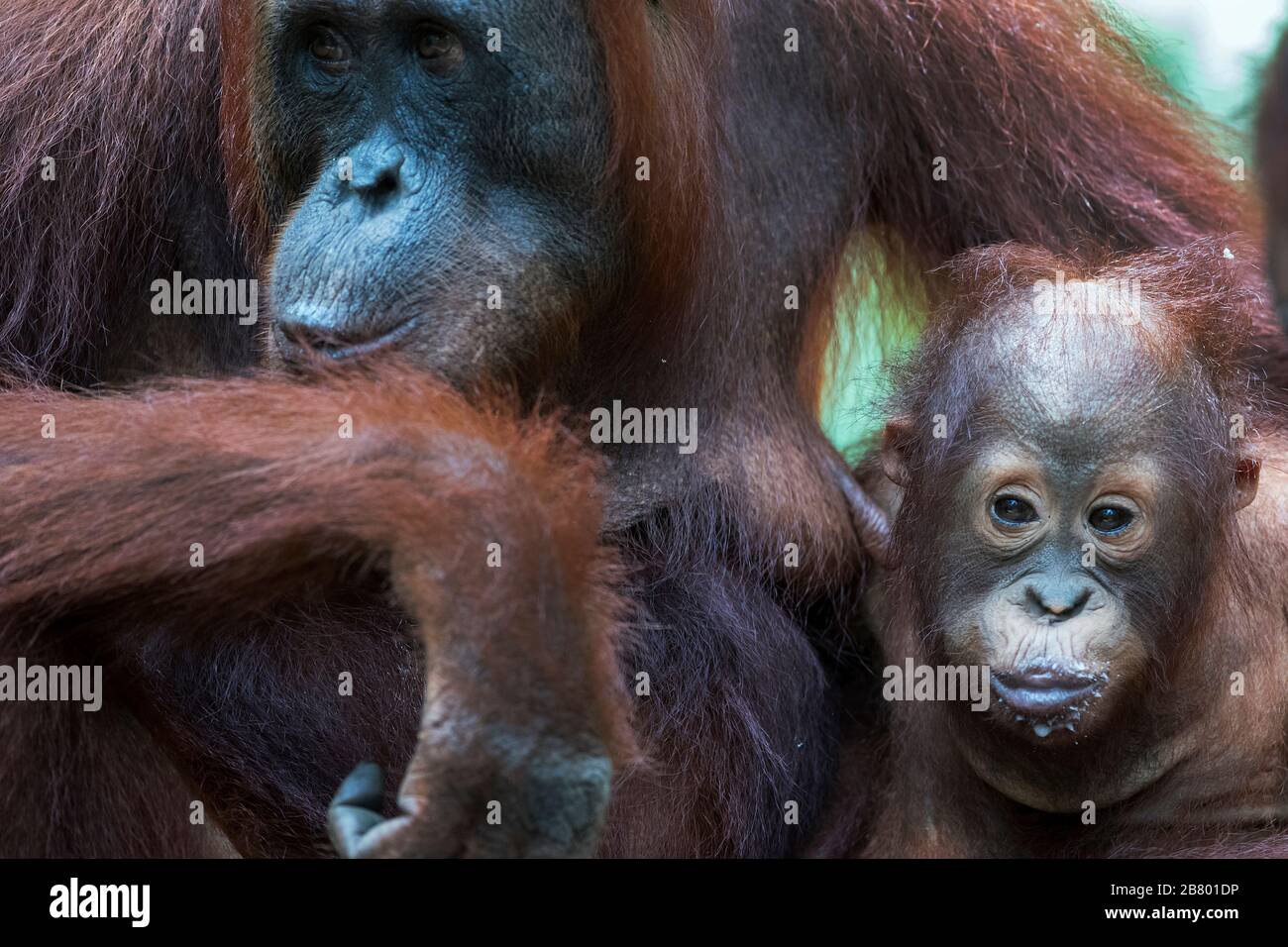 The image of Mother and baby Bornean orangutan (Pongo pygmaeus) in