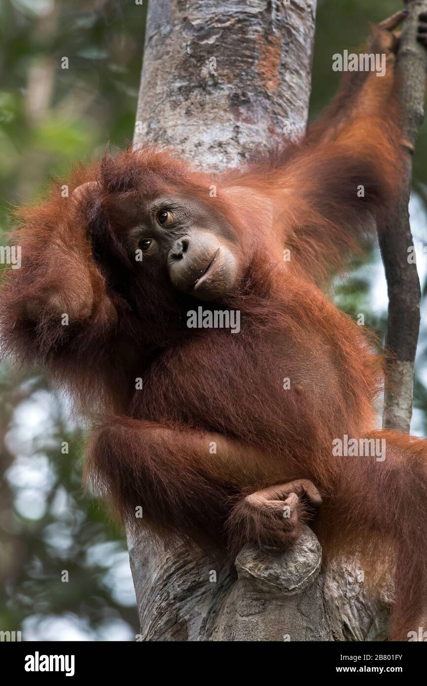 The image of Bornean orangutan (Pongo pygmaeus) in Kalimantan, Borneo, Indonesia. Stock Photo