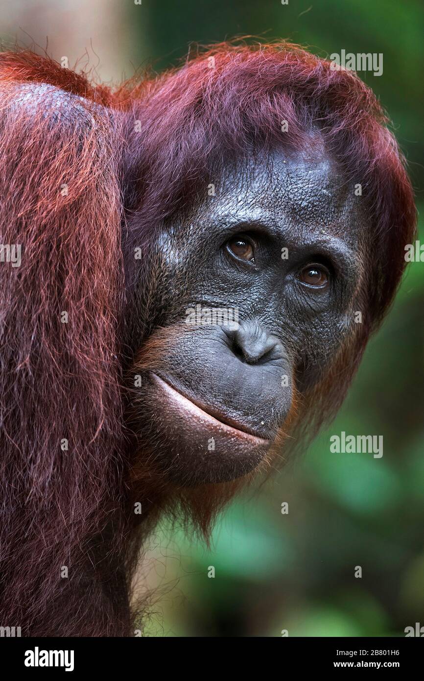 The image of Bornean orangutan (Pongo pygmaeus) in Kalimantan, Borneo, Indonesia. Stock Photo