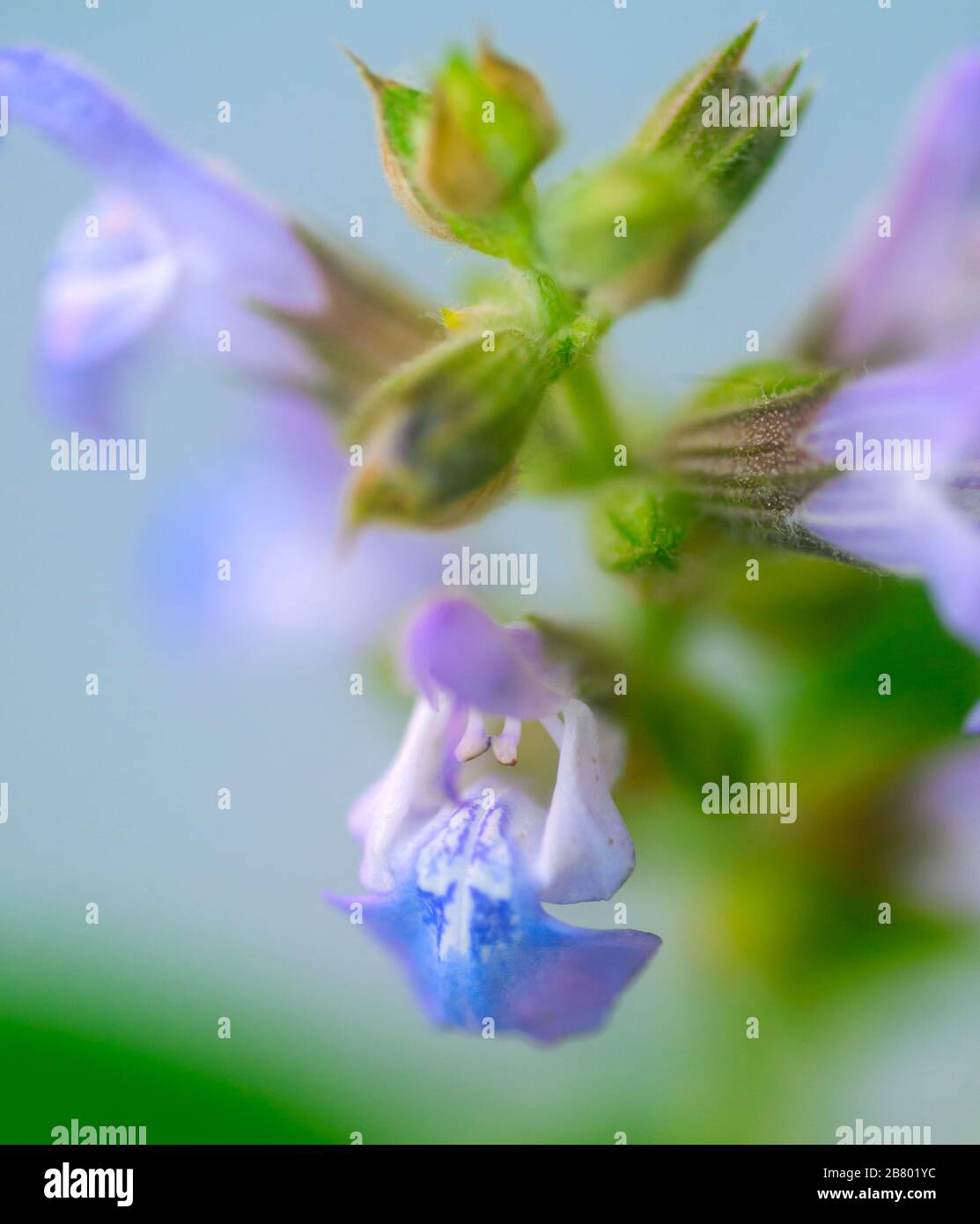 Salvia officinalis (sage, also called garden sage, common sage, or