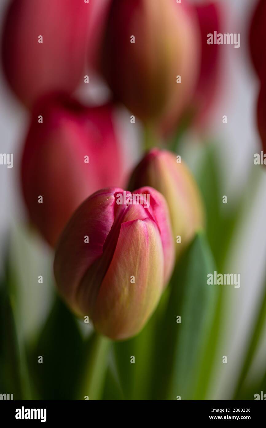 Pink tulip flowers bouquet tulips close up still isolated on a white ...