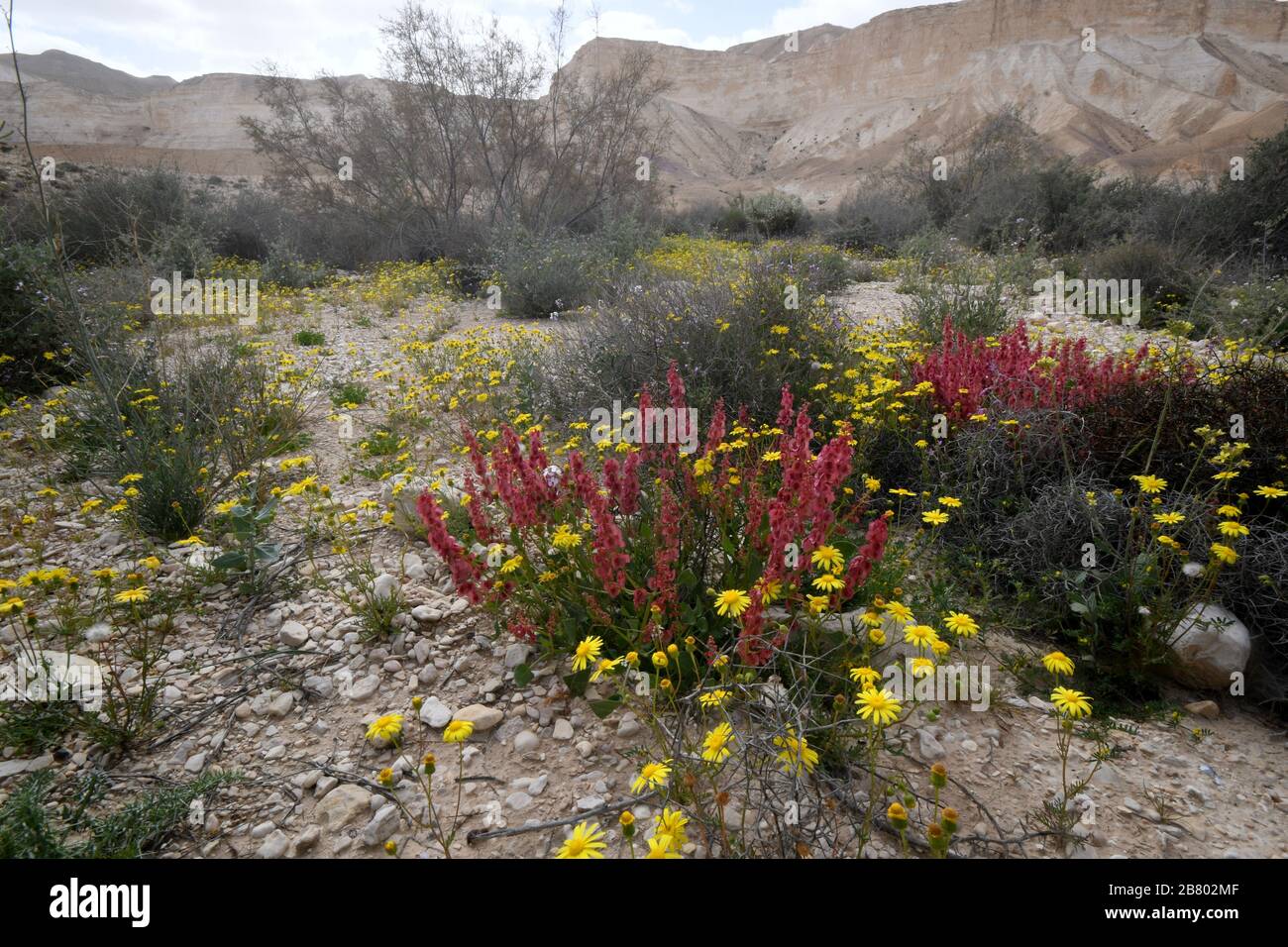 Blooming Knotweed sorrel (Rumex cyprius syn Rumex roseus). After a rare rainy season in the Negev Desert, Israel, an abundance of wildflowers sprout o Stock Photo