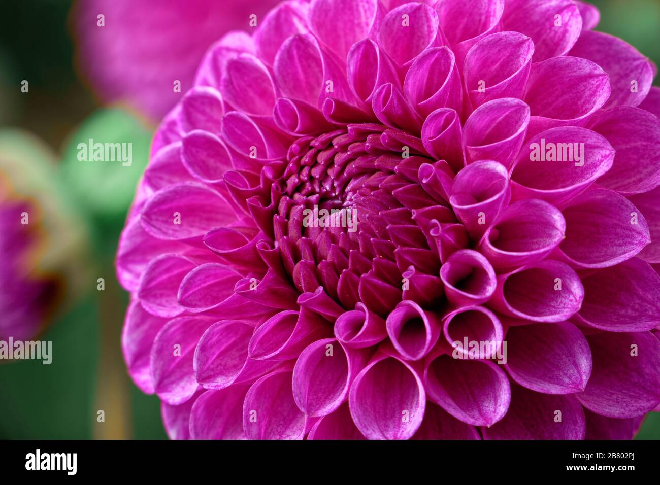 Dahlias come in a number of colors, shapes, and sizes. This is a dark pink Ball Dahlia. Stock Photo