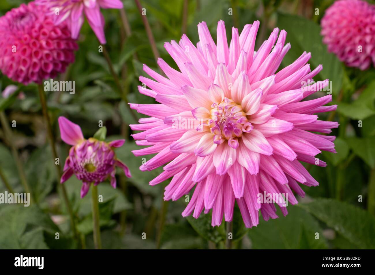 Dahlias come in a number of colors, shapes, and sizes. This is a bright pink Semi Cactus Dahlia. Stock Photo