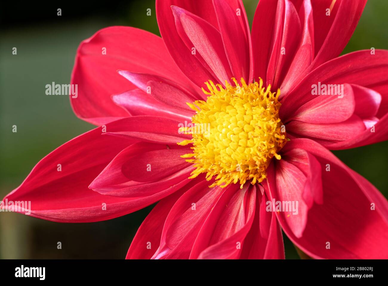 Dahlias come in a number of colors, shapes, and sizes. This is a red