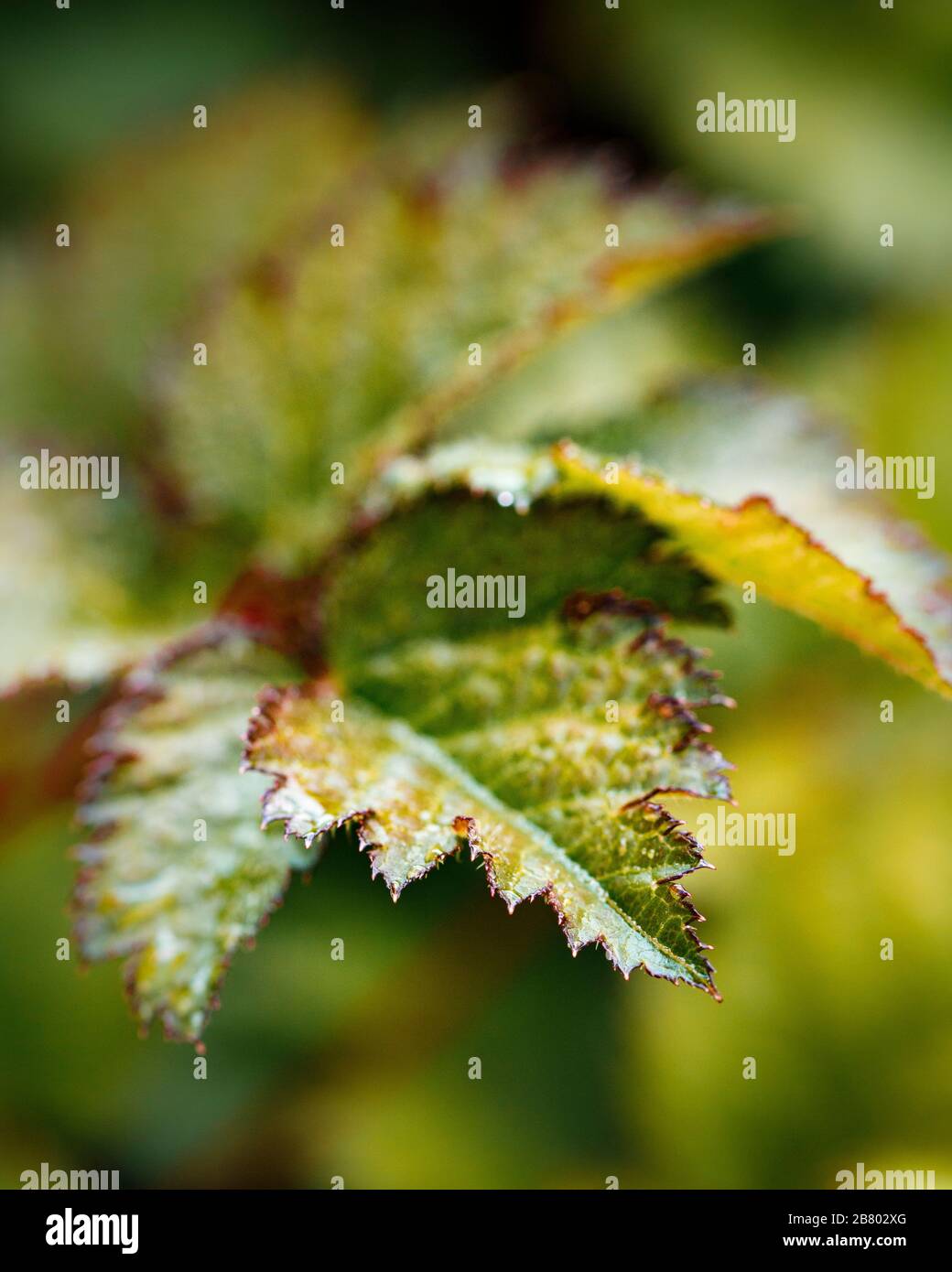 spiky green leaf Stock Photo