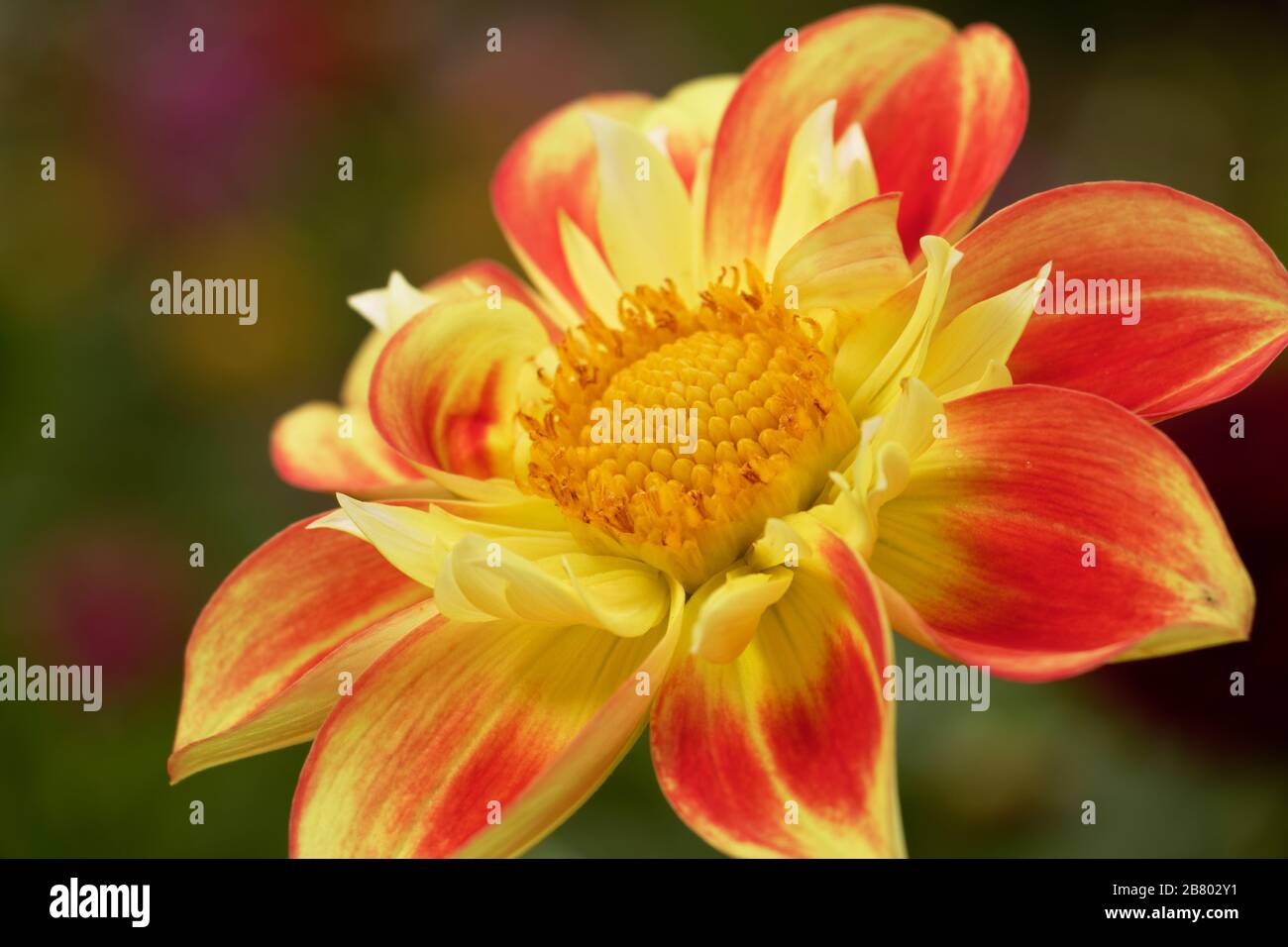 Dahlias come in a number of colors, shapes, and sizes. This is a bright