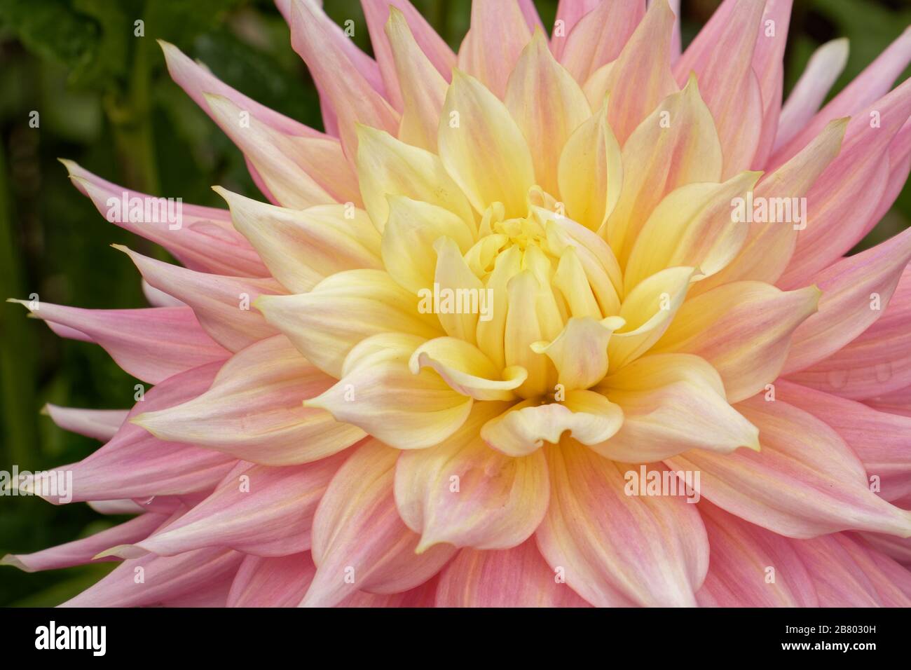 Dahlias come in a number of colors; shapes; and sizes. This is a salmon and yellow Semi Cactus Dahlia. Stock Photo