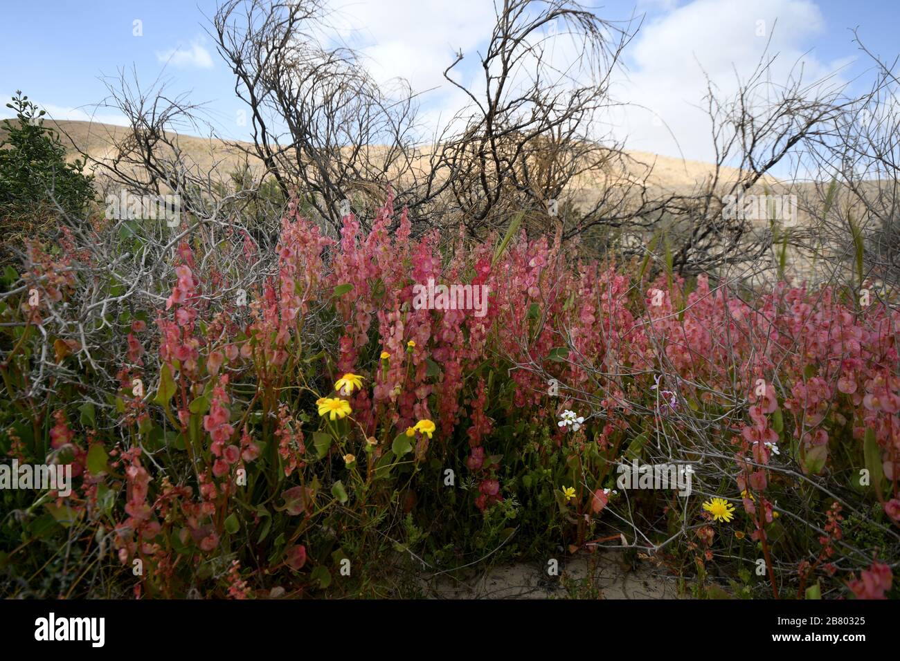 Blooming Knotweed sorrel (Rumex cyprius syn Rumex roseus). After a rare rainy season in the Negev Desert, Israel, an abundance of wildflowers sprout o Stock Photo