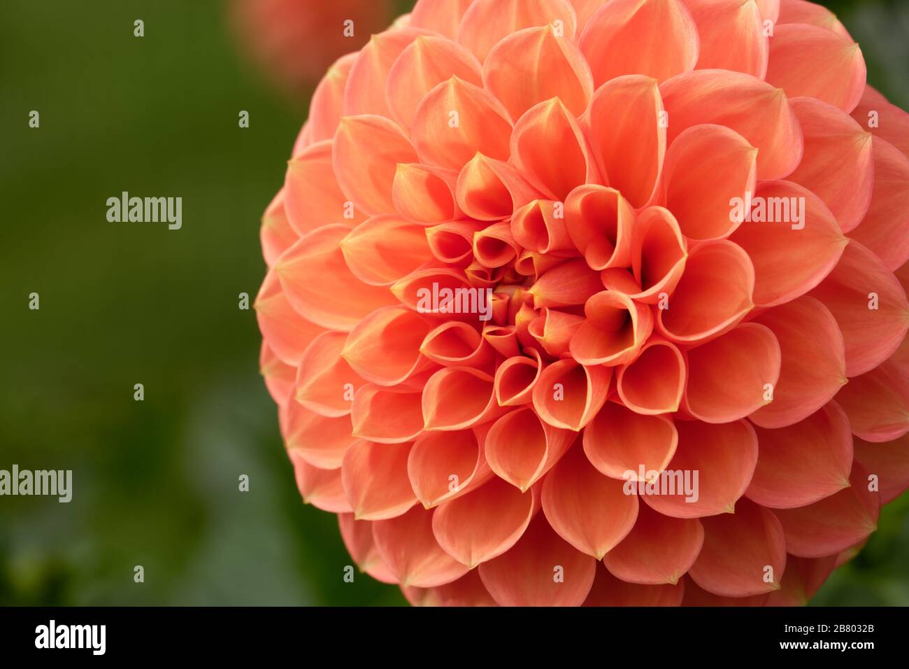 Dahlias come in a number of colors, shapes, and sizes. This is a salmon