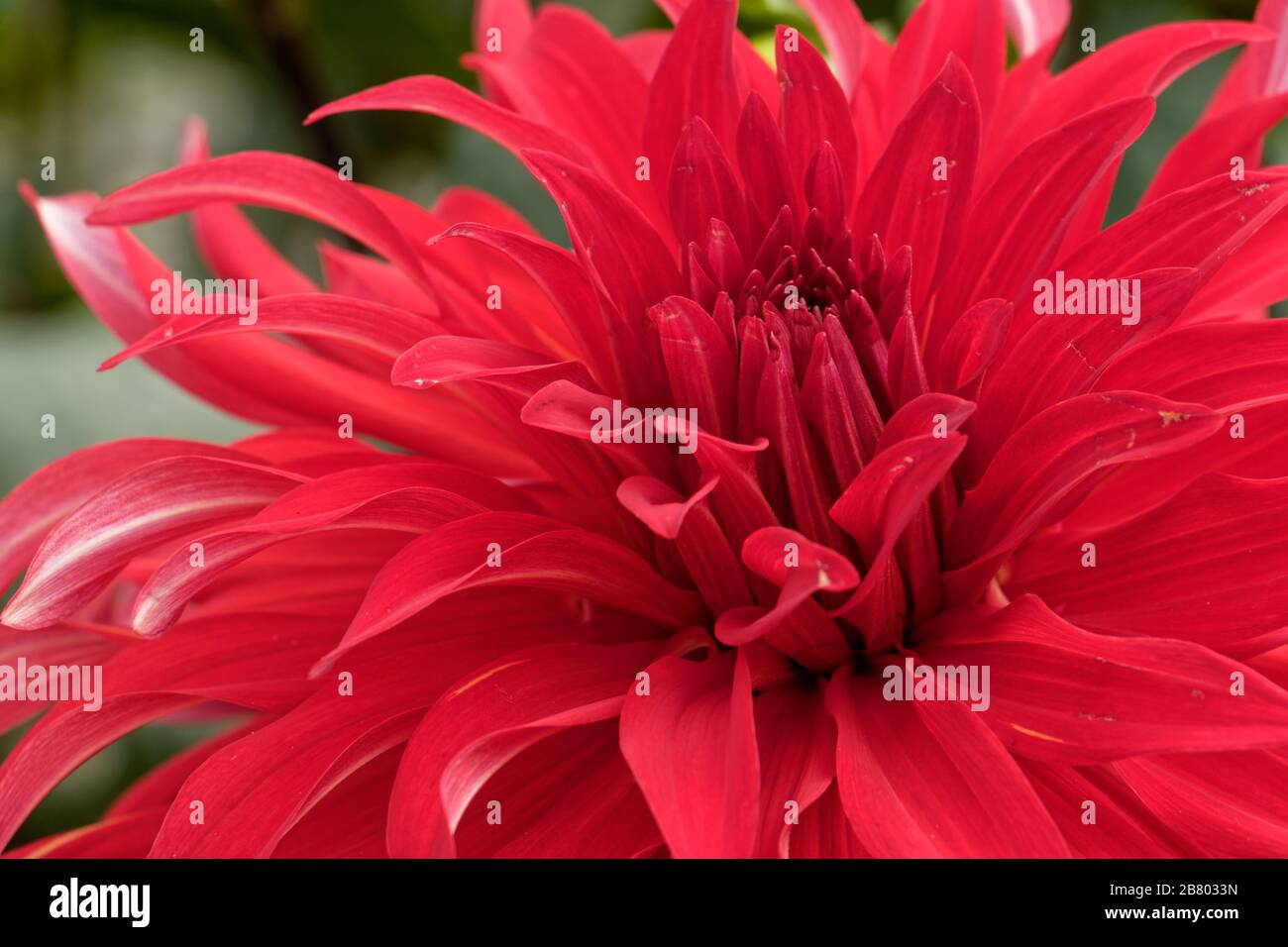 Dahlias come in a number of colors, shapes, and sizes. This is a huge