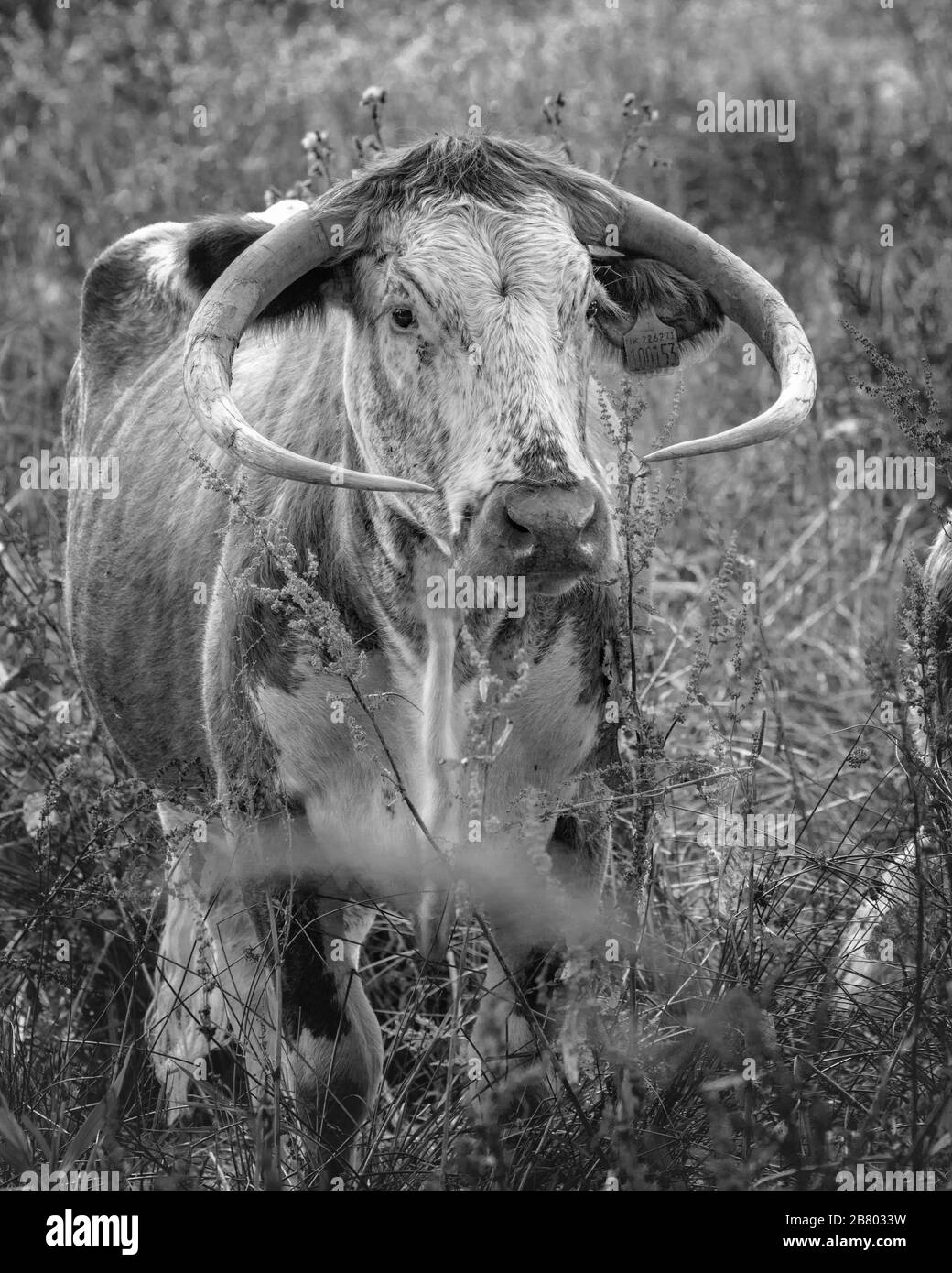 black and white image of cattle with horns looking at camera in a meadow Stock Photo
