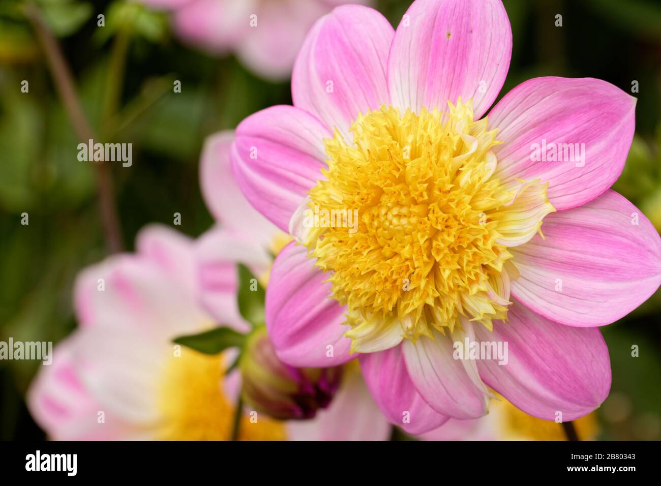 Dahlias come in a number of colors, shapes, and sizes. This is a petite