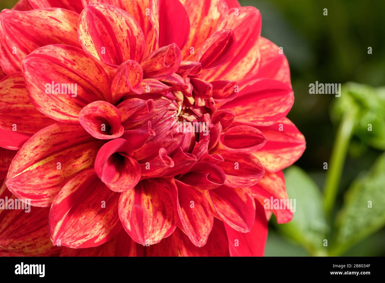 Dahlias come in a number of colors, shapes, and sizes. This is a