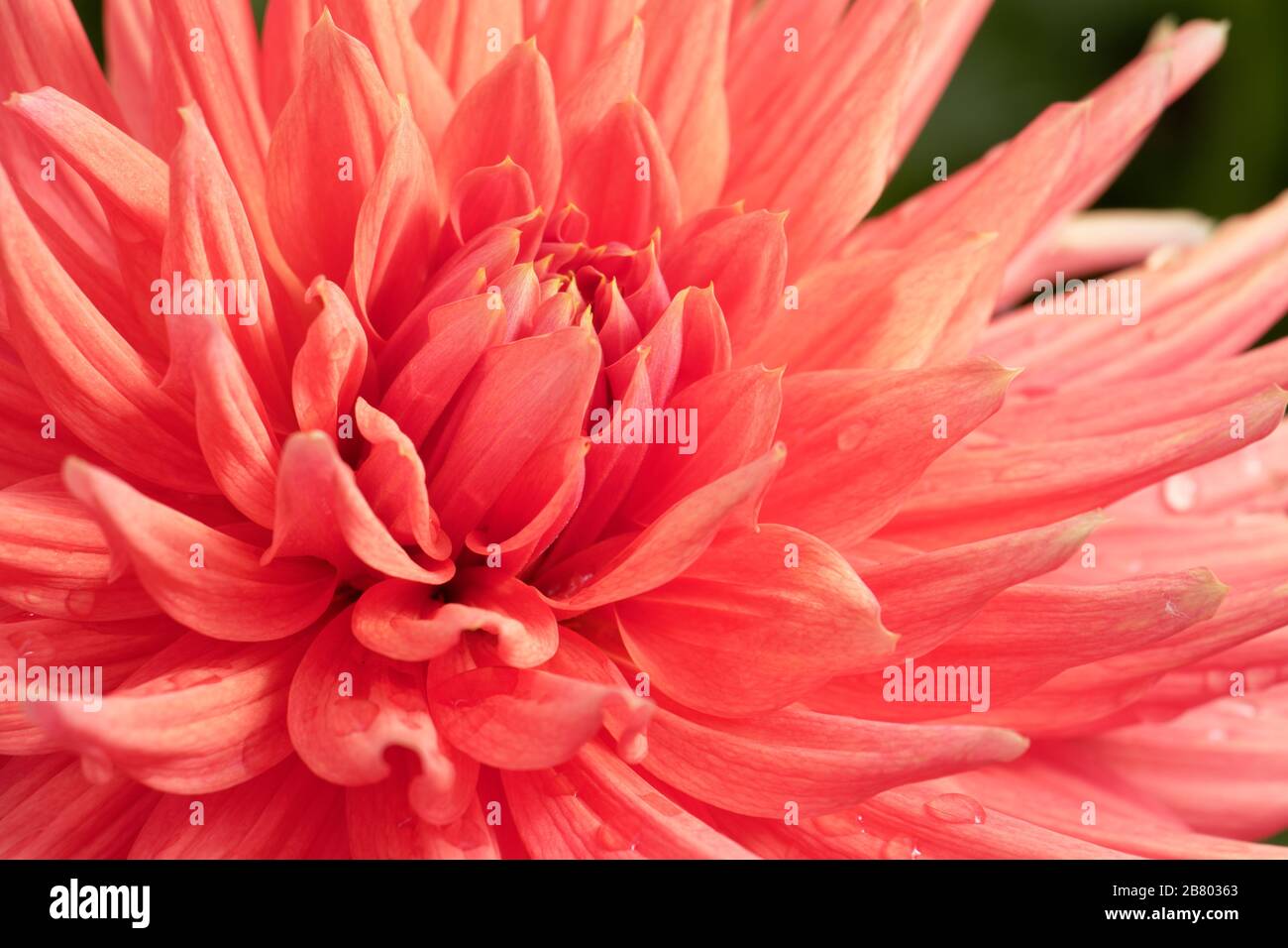 Dahlias come in a number of colors, shapes, and sizes. This is a beautiful salmon-colored Semi Cactus Dahlia. Stock Photo