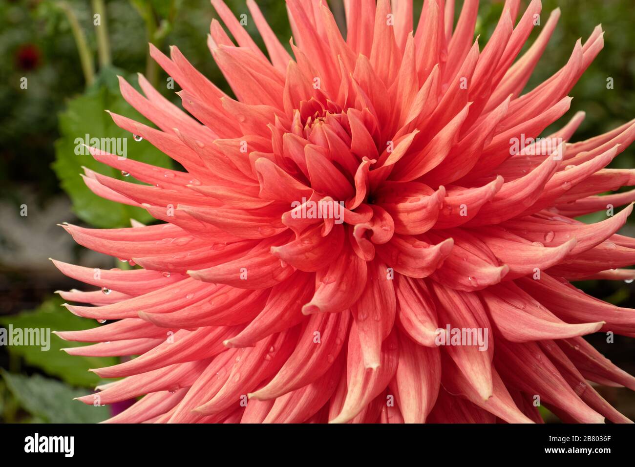 Dahlias come in a number of colors, shapes, and sizes. This is a