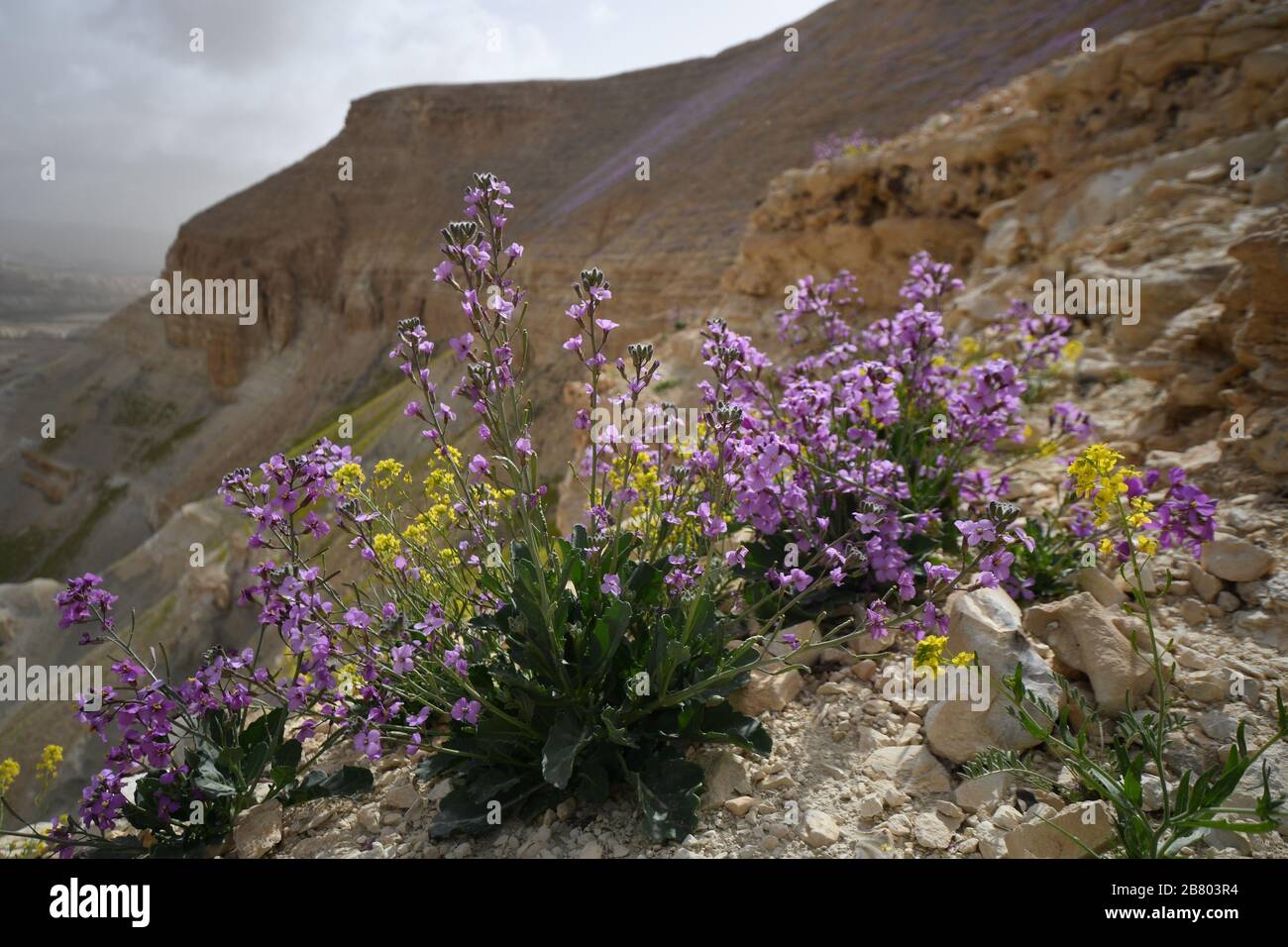 Blooming Purple Matthiola aspera After a rare rainy season in the Negev Desert, Israel, an abundance of wildflowers sprout out and bloom. Photographed Stock Photo