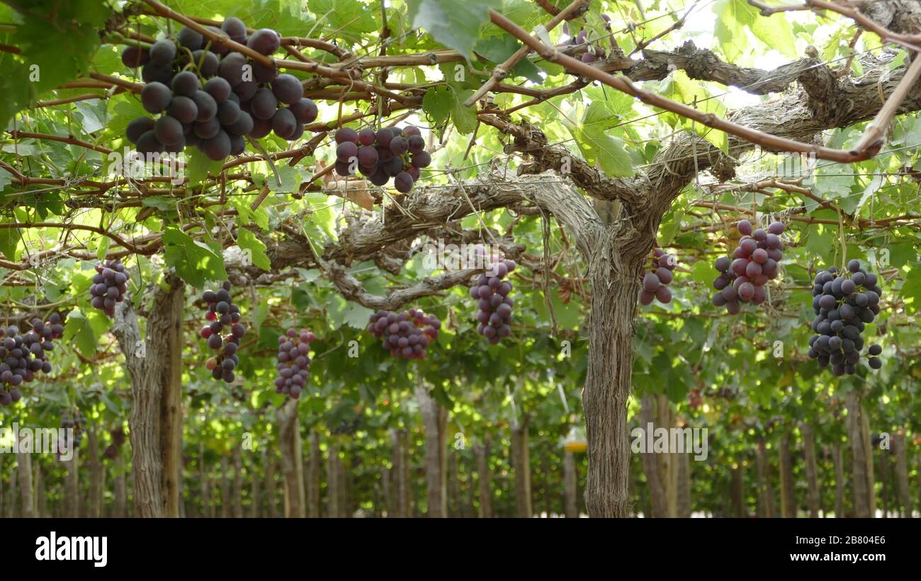 frutos del peru uvas del norte del peru frutos frescos del peru uvas negras Stock Photo