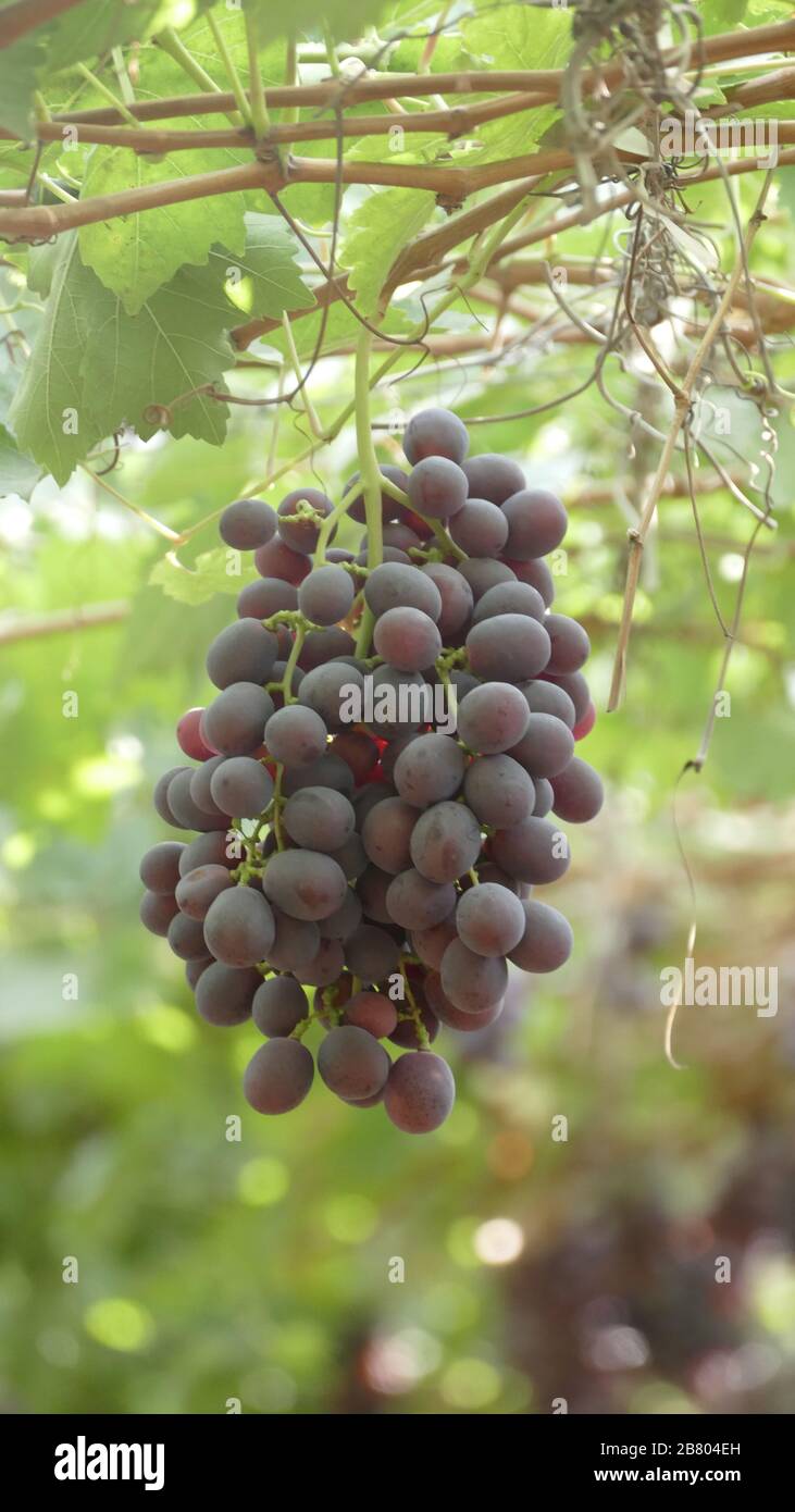 frutos del peru uvas del norte del peru frutos frescos del peru uvas negras Stock Photo