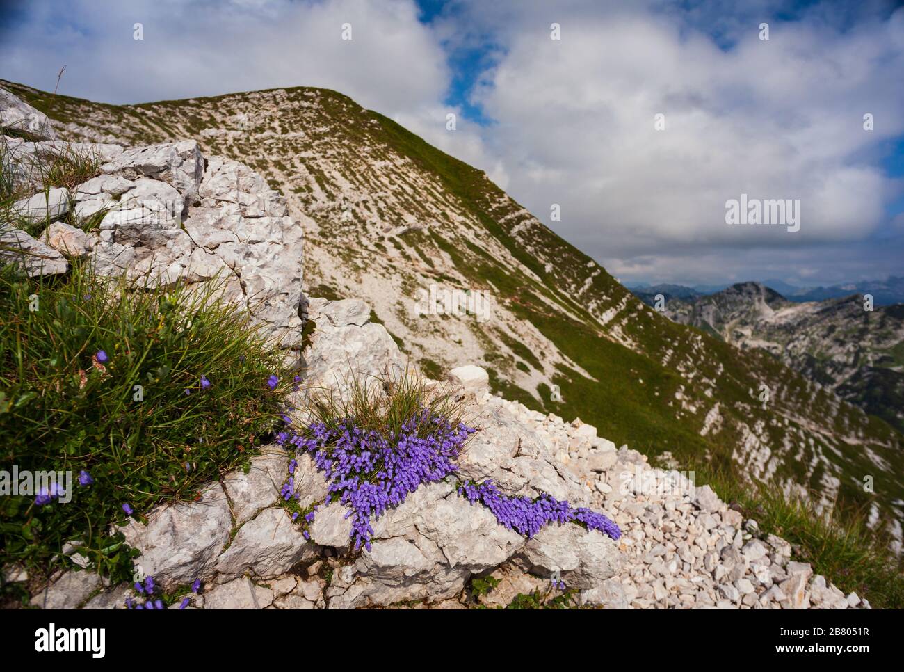 View of Crimped Bellflower in the Vogel mountain, Slovenia Stock Photo
