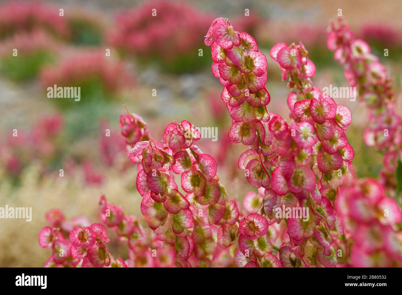 After a rare rainy season in the Negev Desert and Israel in general, an abundance of wildflowers sprout out and bloom. Knotweed sorrel (Rumex cyprius Stock Photo
