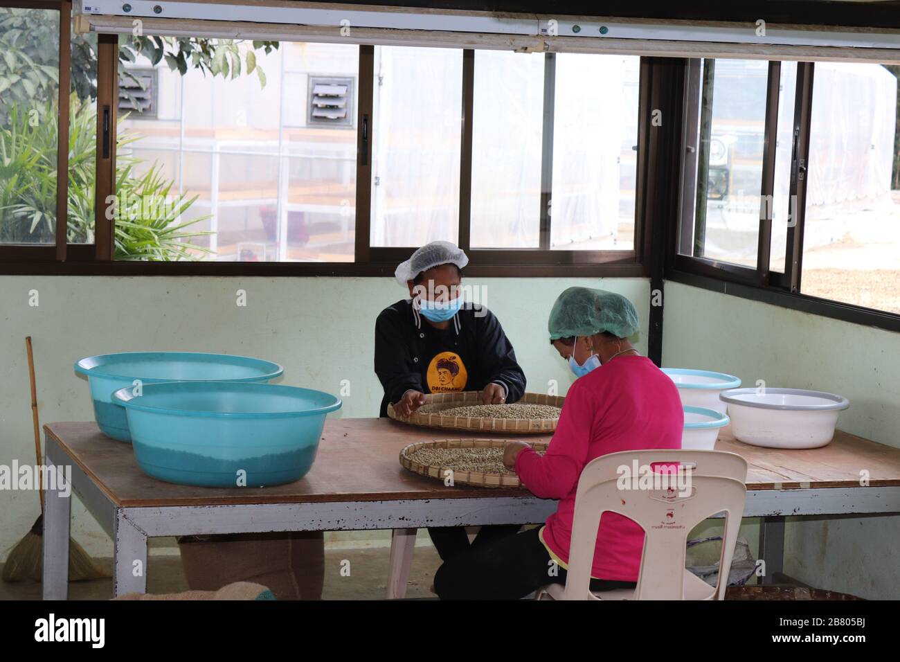 WORKERS SORTING COFFEE BEANS AT DOI CHANG,CHIANG RAI,NORTHERN THAILAND. Stock Photo