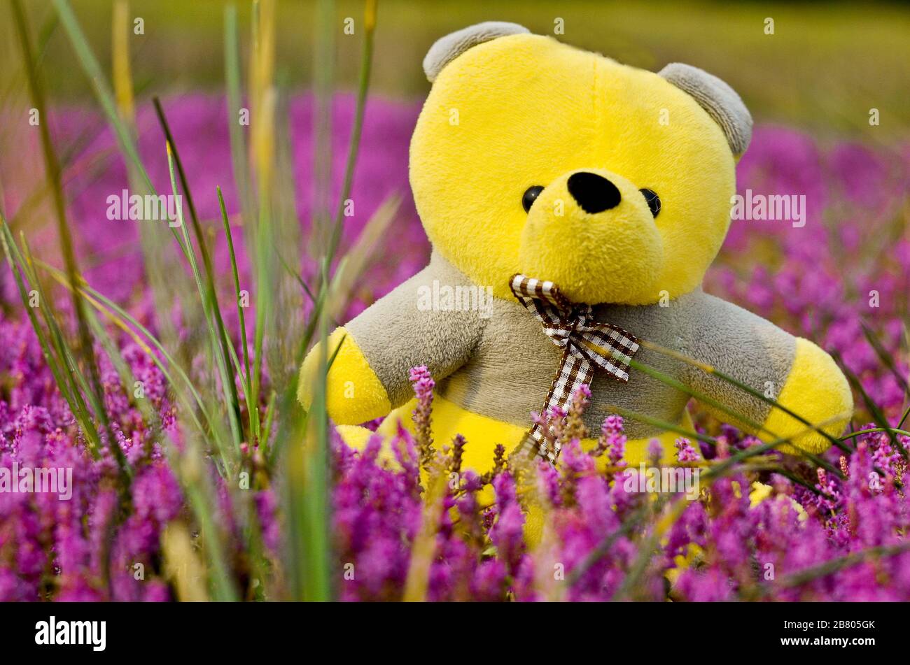 Colored teddy bear hi-res stock photography and images - Alamy