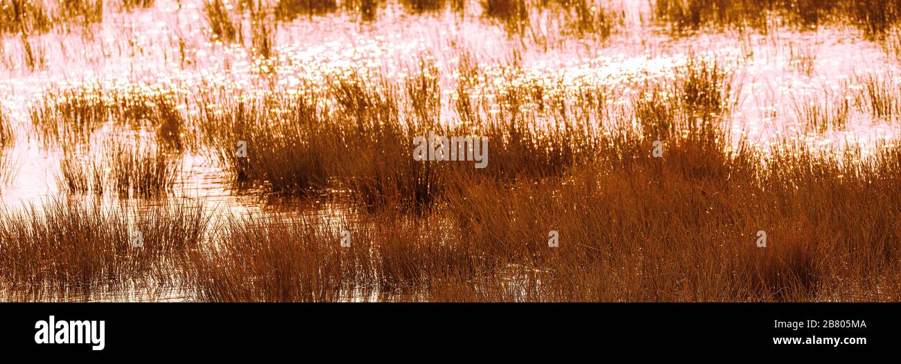 Reed bed and marsh panorama background poster Stock Photo