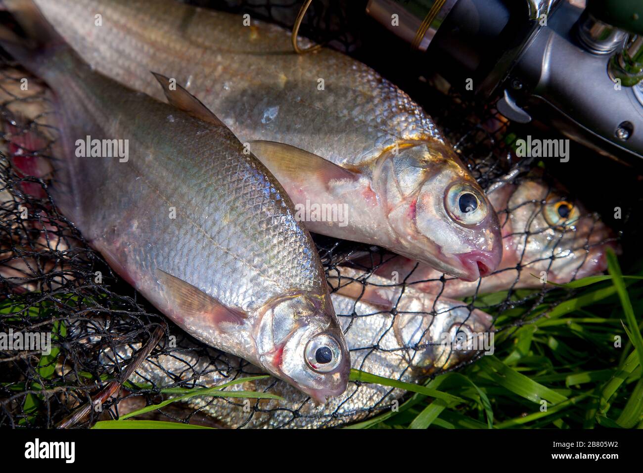 Fishing Concept Freshwater Fish Fishing Rods Stock Photo