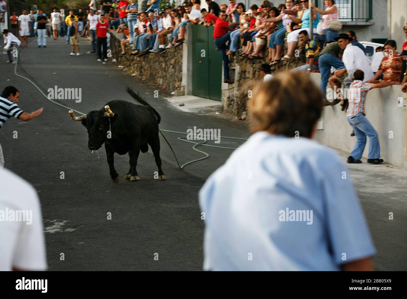 Tourada a corda, traditional fiesta in Terceira island. Bulls with a rope managed by shepherds in villages all around island. Açores islands, Portugal. Stock Photo