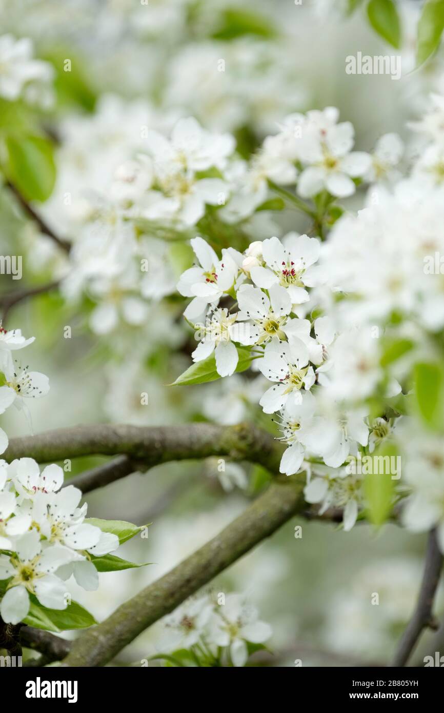 White blossom of Pyrus bretschneideri, ya pear, pearple, Nashi Pear or Chinese white pear Stock Photo