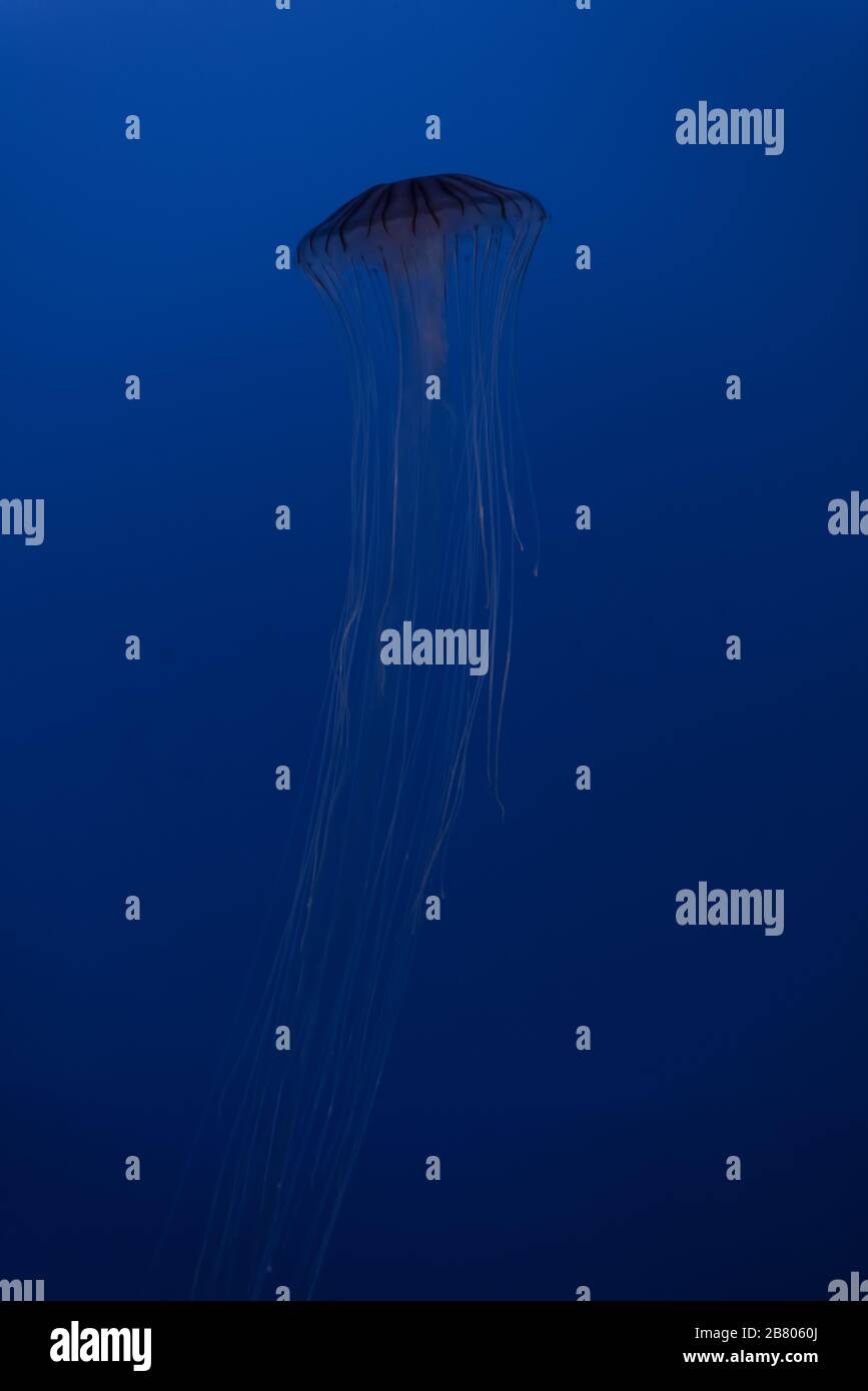 beautiful jellyfish in the aquarium Stock Photo