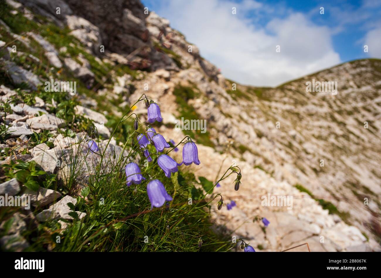 Close up of bellflower in the Vogel mountain, Slovenia Stock Photo