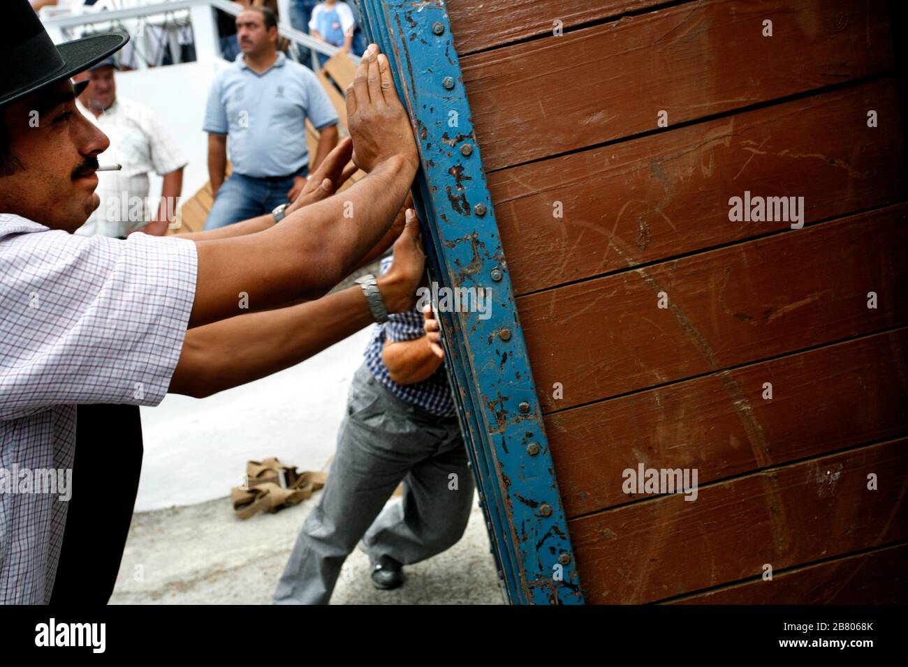 Tourada a corda, traditional fiesta in Terceira island. Bulls with a rope managed by shepherds
