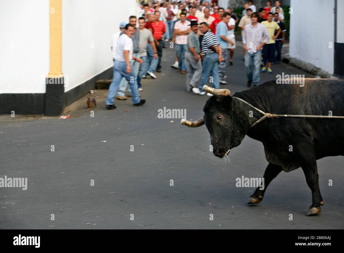 Tourada a corda, traditional fiesta in Terceira island. Bulls with a rope managed by shepherds in villages all around island. Açores islands, Portugal. Stock Photo