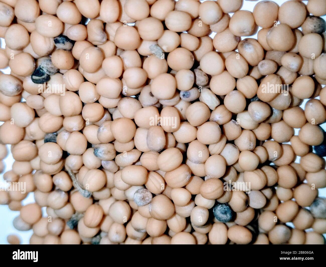 Whole grain mustard isolated hi-res stock photography and images - Alamy