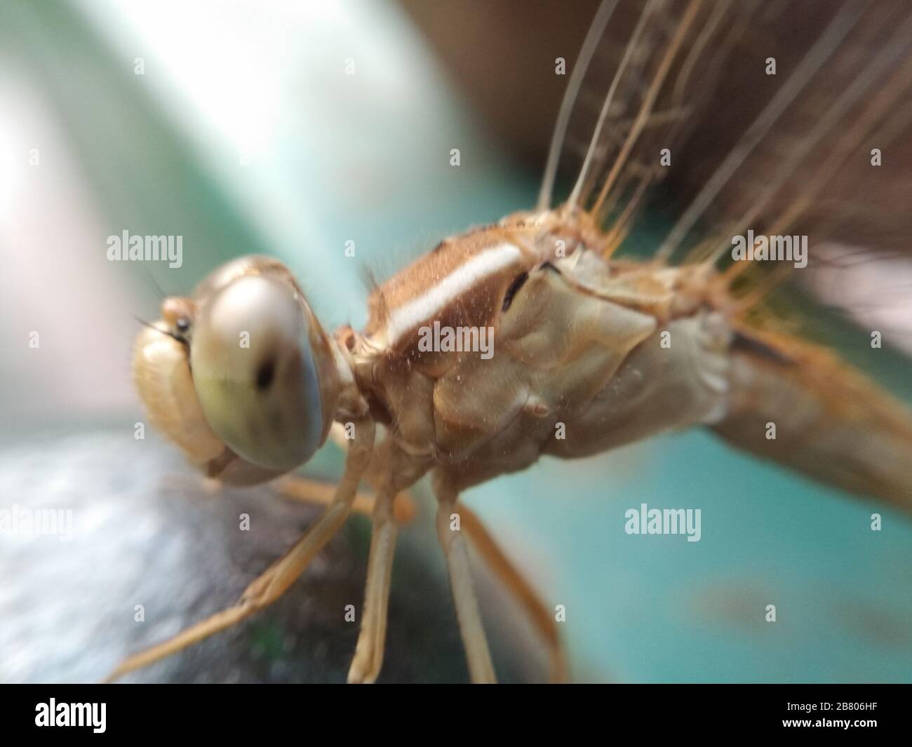 A picture of dragon fly Stock Photo