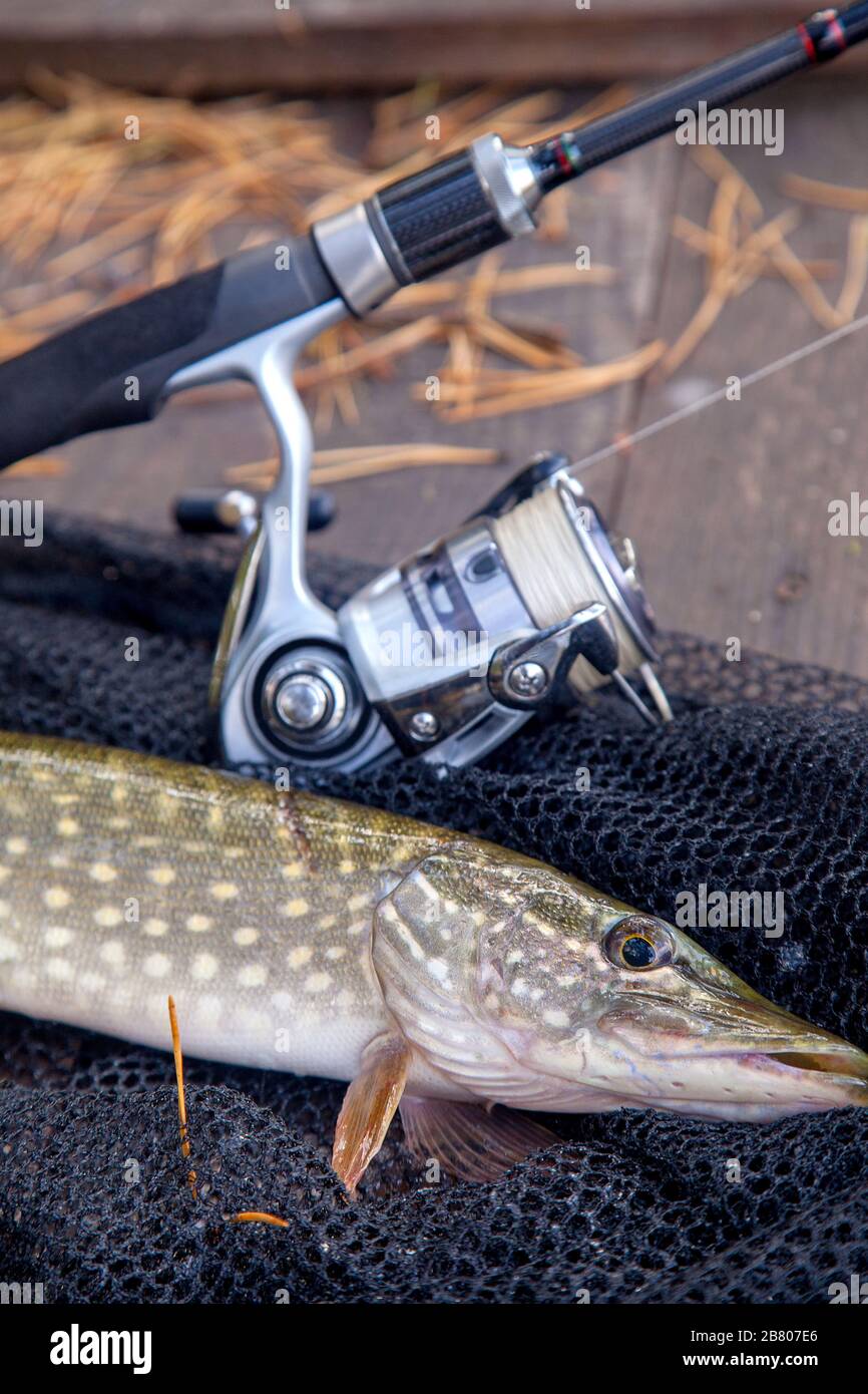 Pike fish head hi-res stock photography and images - Page 6 - Alamy