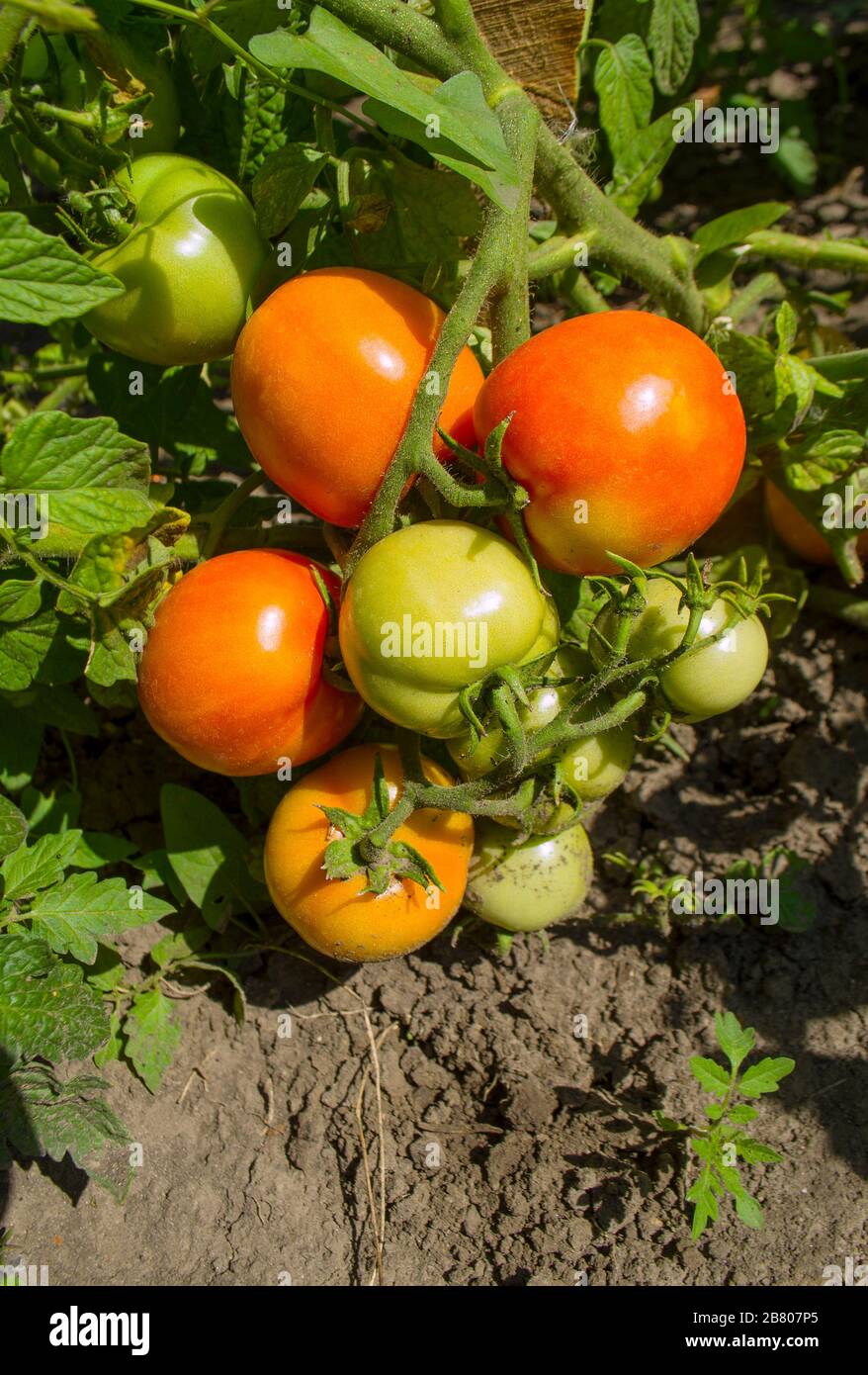 Agriculture concept. Red tomatoes growing on branch Stock Photo - Alamy