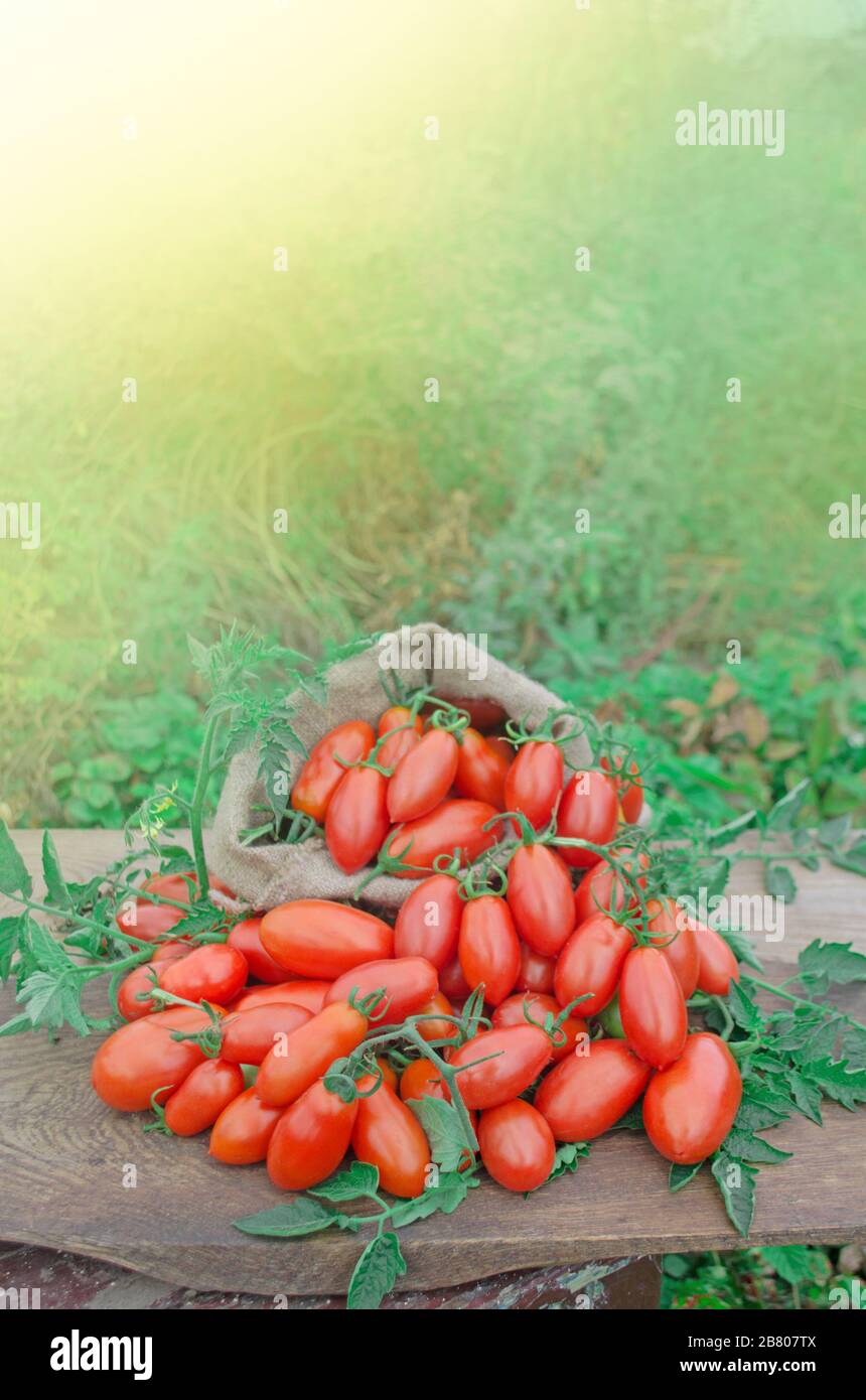 Fresh long tomato. Organic  plum tomatoes. Tomatoes in sackcloth bag Stock Photo