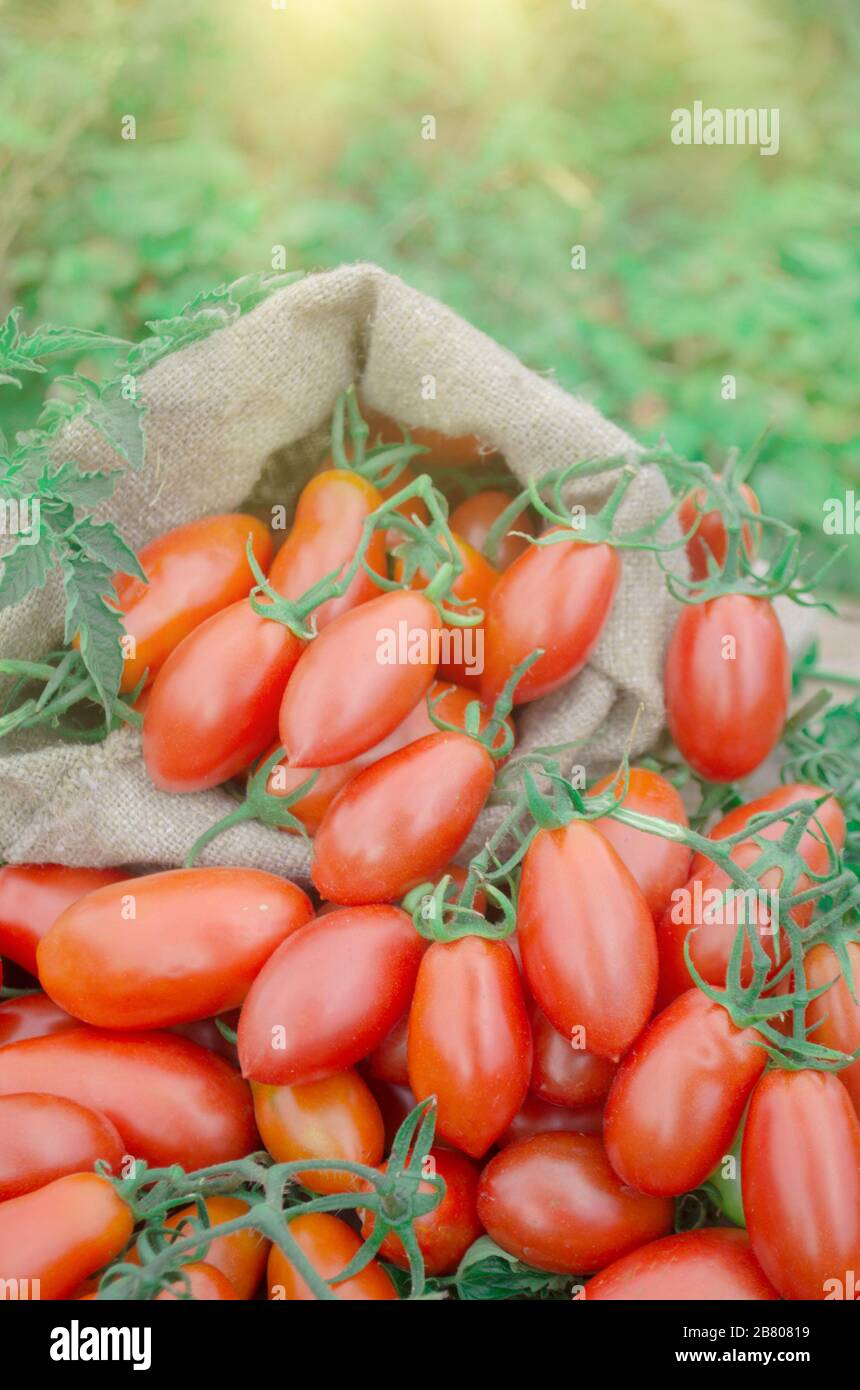 Fresh long tomato. Organic  plum tomatoes. Tomatoes in sackcloth bag Stock Photo