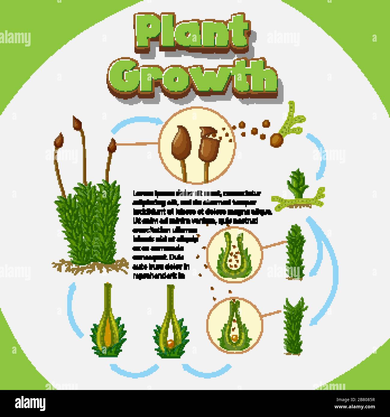 Diagram showing how plants grow from seeds illustration Stock Vector