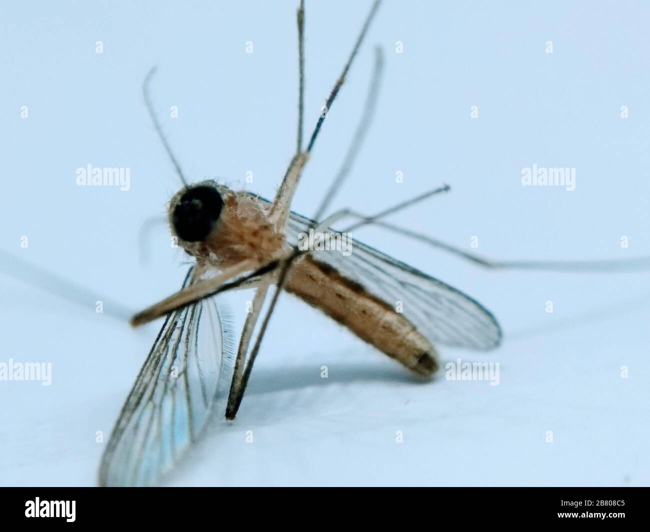 A picture of mosquito Stock Photo
