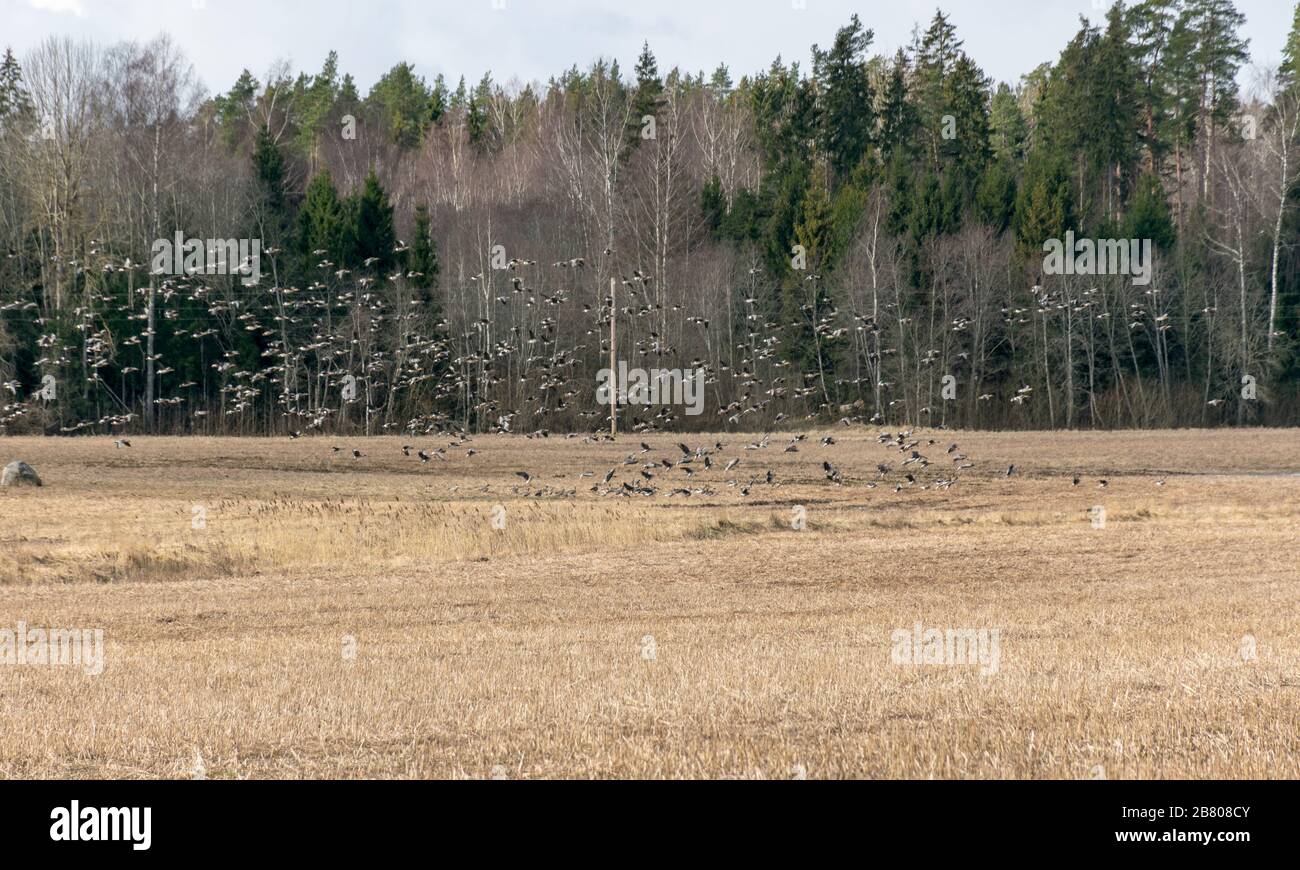 landscape with goose barn in the field, agricultural fields with fresh ...